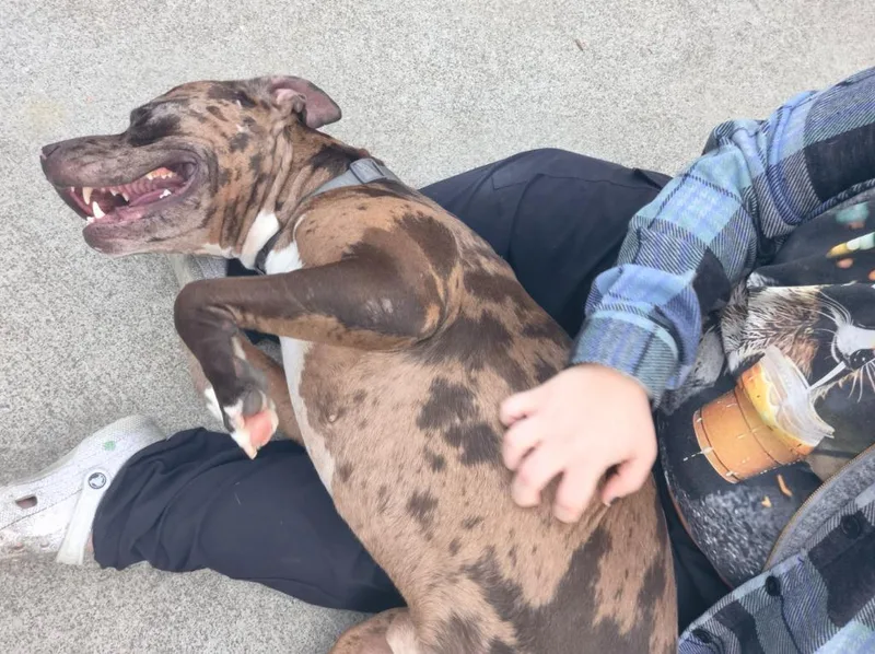 Optimus Prime thumbnail 3