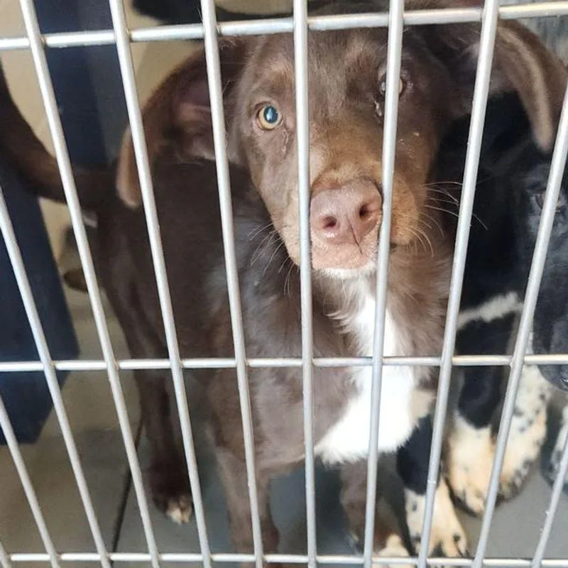 An adult medium-sized female Brown / Chocolate Shepherd dog named Ash for adoption in Kingman, AZ