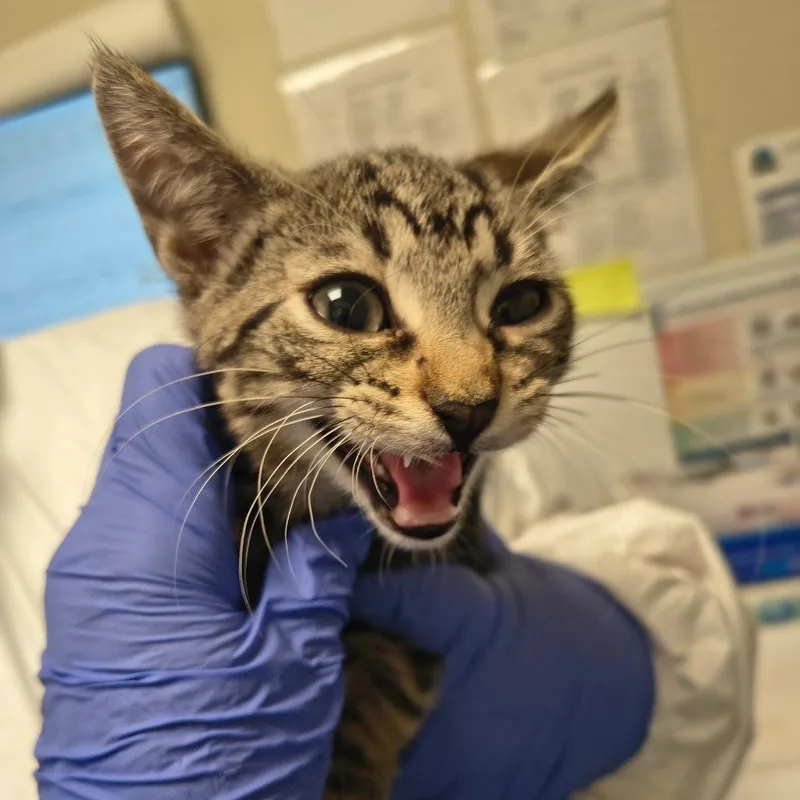 A baby small-sized male Gray / Blue / Silver Domestic Short Hair cat named Dc for adoption in Tulsa, OK