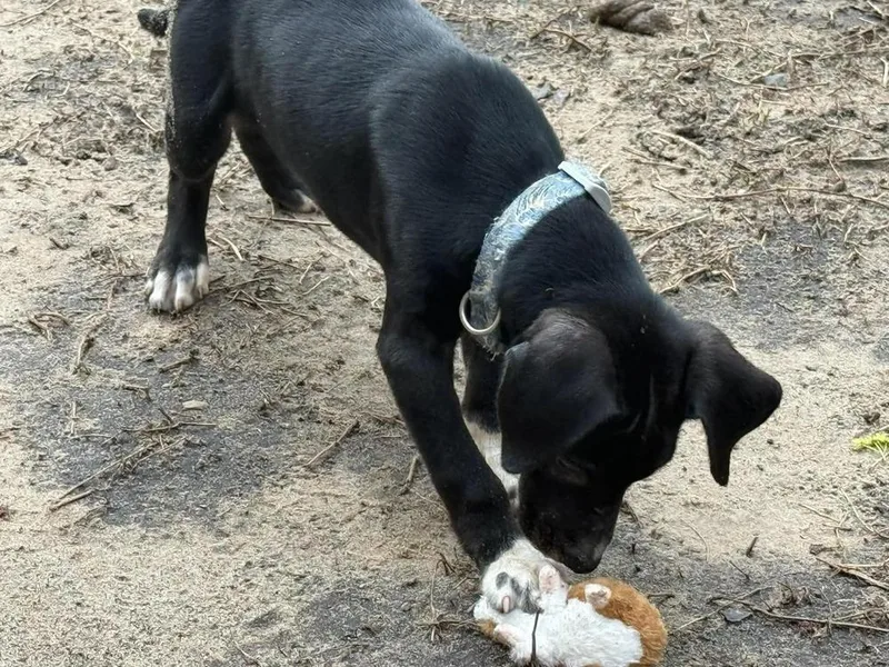 Max