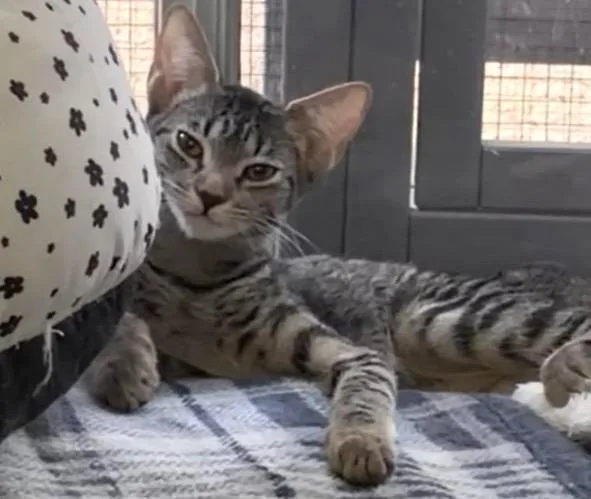 A baby small-sized female Gray / Blue / Silver Domestic Short Hair cat named Ona Tortellina for adoption in Chandler, AZ