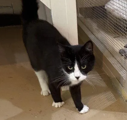 A young small-sized male Black & White / Tuxedo Domestic Short Hair cat named Thackery Binks for adoption in Midland, VA