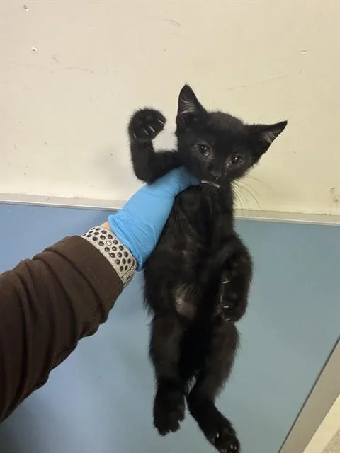 A baby small-sized male Domestic Short Hair cat named Boo for adoption in Miami, FL