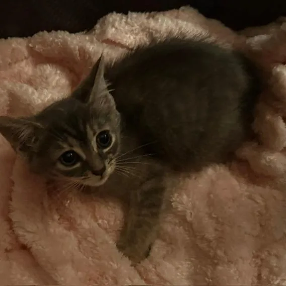 A baby small-sized female Brown / Chocolate Domestic Medium Hair cat named Carey HWRStray_ for adoption in Woodbridge, VA
