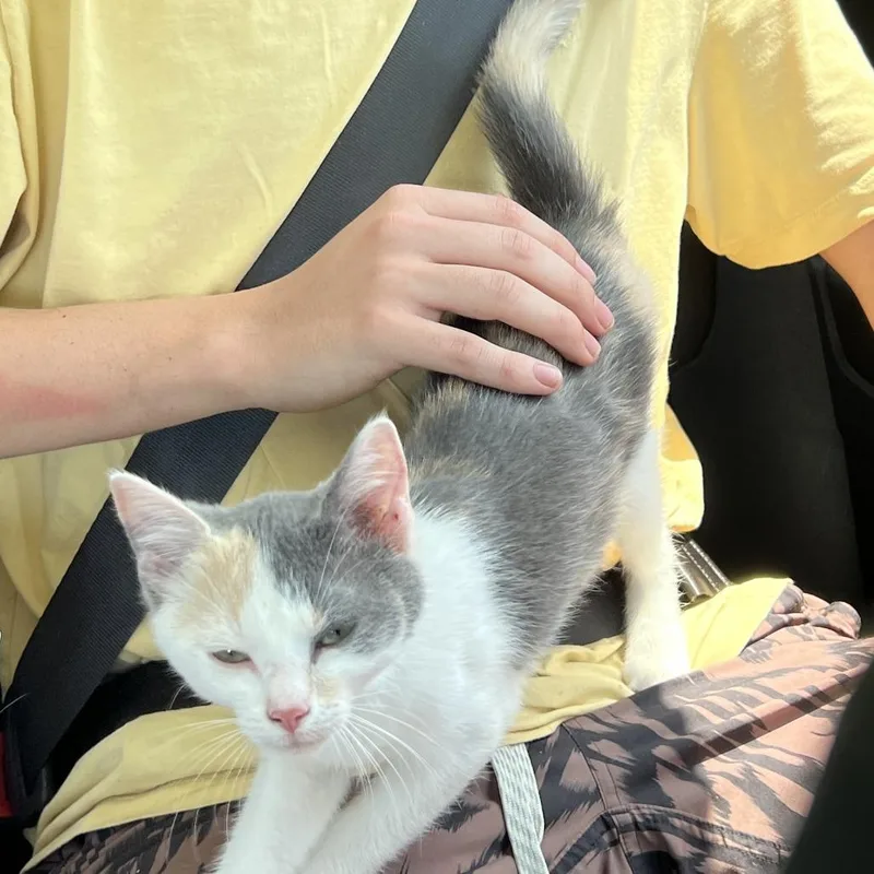 A baby small-sized female Calico Domestic Short Hair cat named Pierogi for adoption in Greensboro, NC