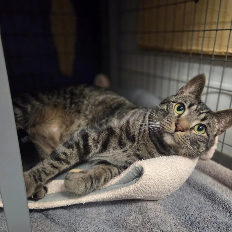 An adult large-sized male Brown / Chocolate Domestic Short Hair cat named Pelly for adoption in Houston, TX