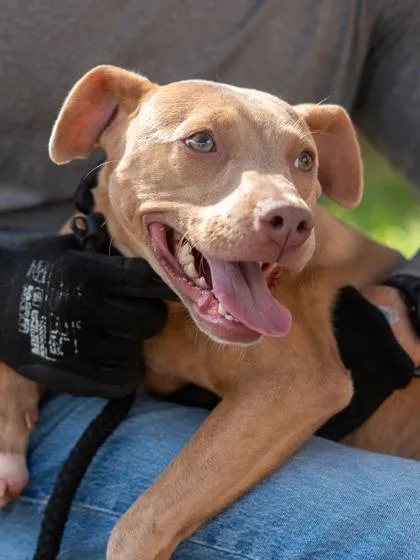 A young medium-sized female Mixed Breed dog named Gwenda for adoption in Chamblee, GA