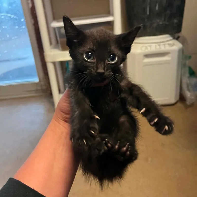 A baby small-sized female Black Domestic Short Hair cat named Crostini for adoption in Stephenville, TX