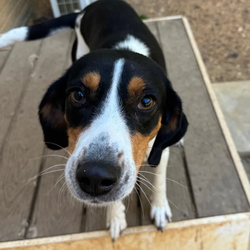An adult medium-sized female Black Mixed Breed dog named September Gurl for adoption in Fredericksburg, VA