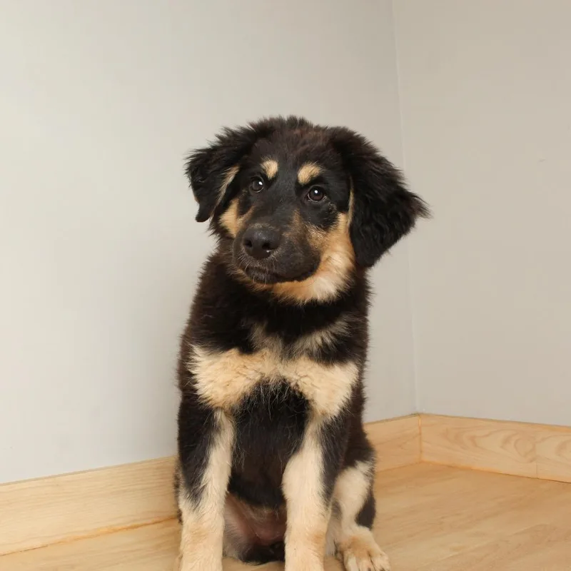 A baby medium-sized female Black German Shepherd Dog dog named Etta James D for adoption in Minnetonka, MN