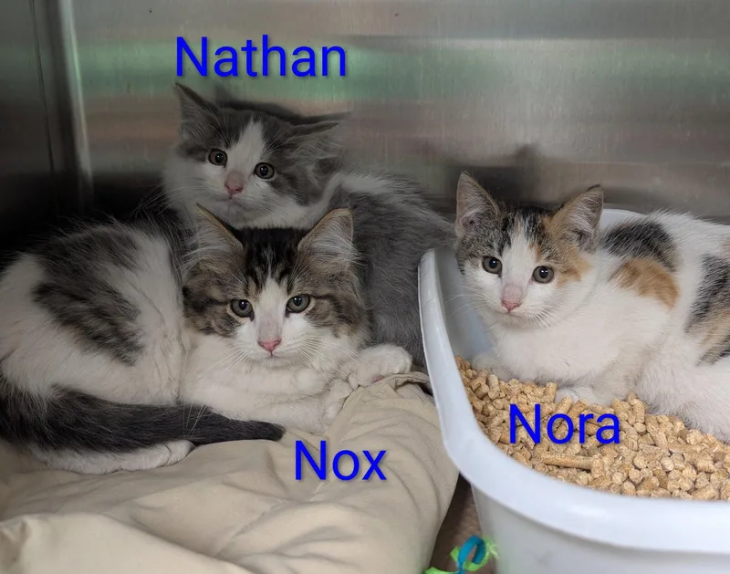 A baby medium-sized male Domestic Medium Hair cat named Nathan for adoption in Trenton, NJ