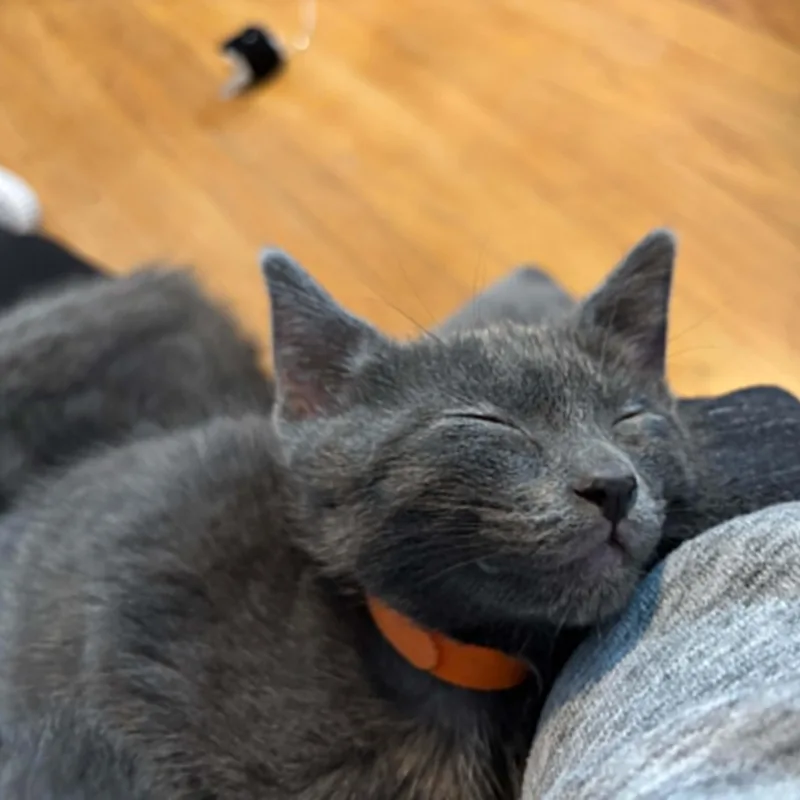 A baby small-sized male Gray / Blue / Silver Domestic Short Hair cat named Mango for adoption in Antioch, CA