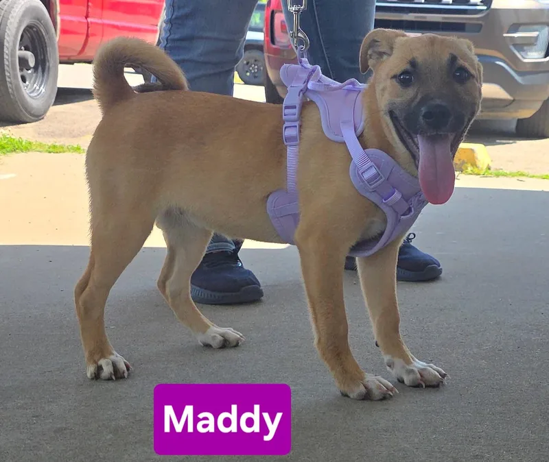 A baby medium-sized female White / Cream Black Mouth Cur dog named Maddy for adoption in Clinton, MO