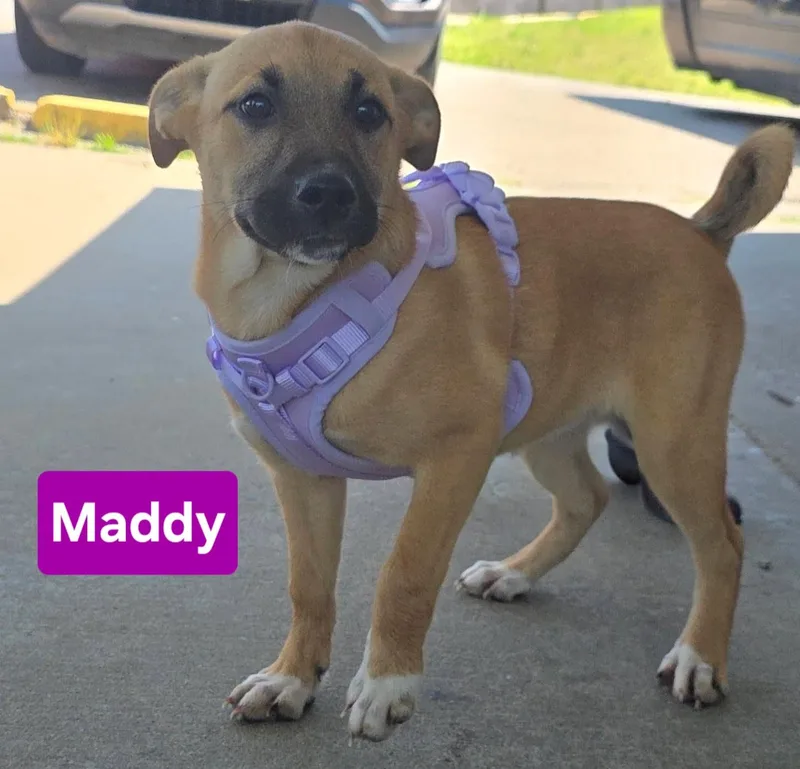 Maddy thumbnail 2