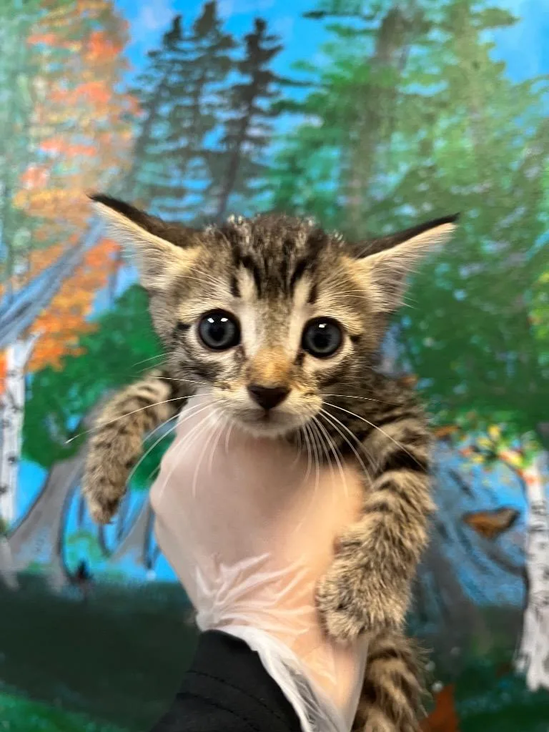 A baby small-sized male Domestic Short Hair cat named Bravelee for adoption in New Braunfels, TX