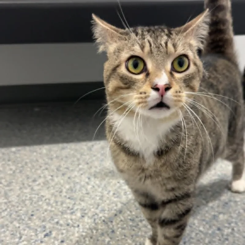 A young medium-sized male American Shorthair cat named Tiger for adoption in Danbury, CT
