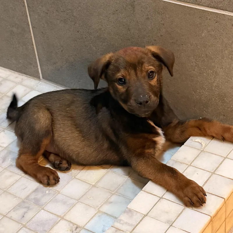 A young medium-sized male White / Cream Australian Cattle Dog / Blue Heeler dog named Armani for adoption in Pilot Point, TX