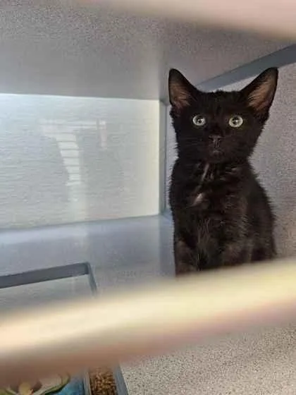 A young small-sized male Domestic Short Hair cat named Crowley for adoption in Mount Pleasant, IA