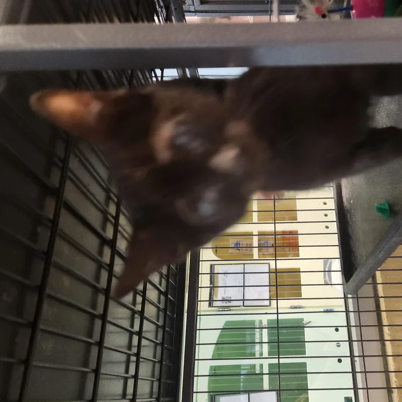 A baby medium-sized male Black Domestic Short Hair cat named Kristof for adoption in Charleston, SC