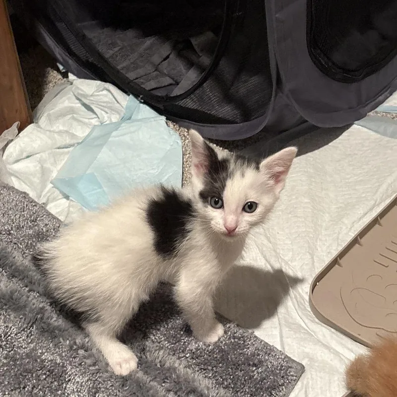 A baby small-sized male White Domestic Short Hair cat named Sylvester for adoption in Overland Park, KS