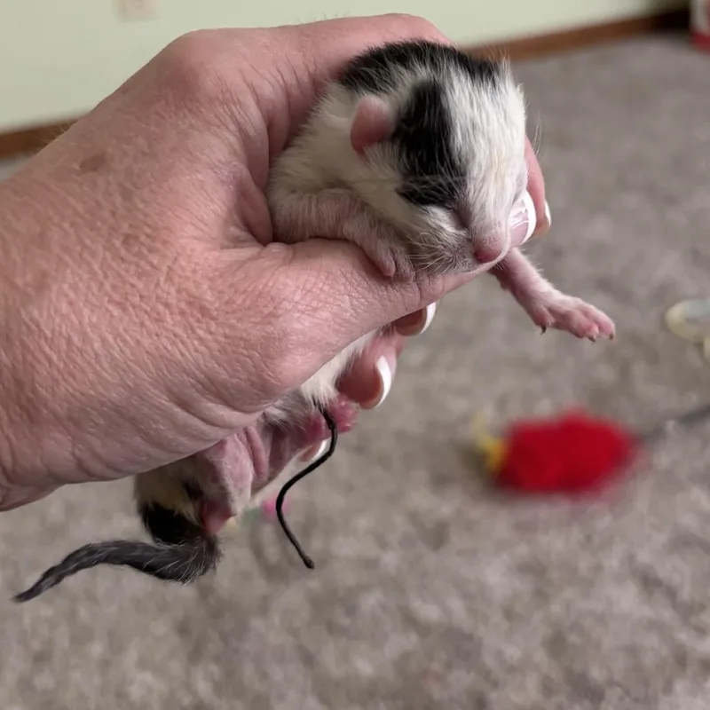 Sylvester thumbnail 2
