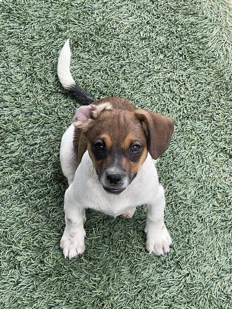 A baby medium-sized male White / Cream Terrier dog named Pinot for adoption in San Diego, CA