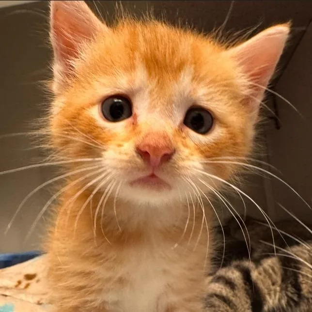 A baby small-sized female Domestic Short Hair cat named Aiko for adoption in Cedar Rapids, IA
