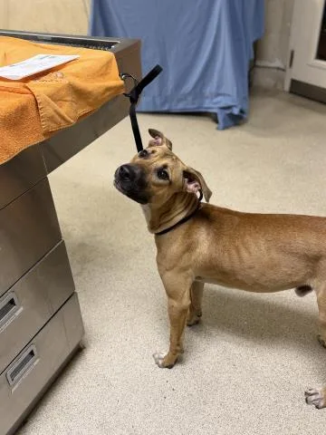 A young medium-sized male Pit Bull Terrier dog named Odie for adoption in Riverside, CA