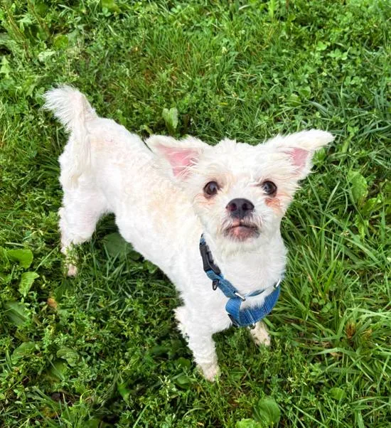 Albark Einstein