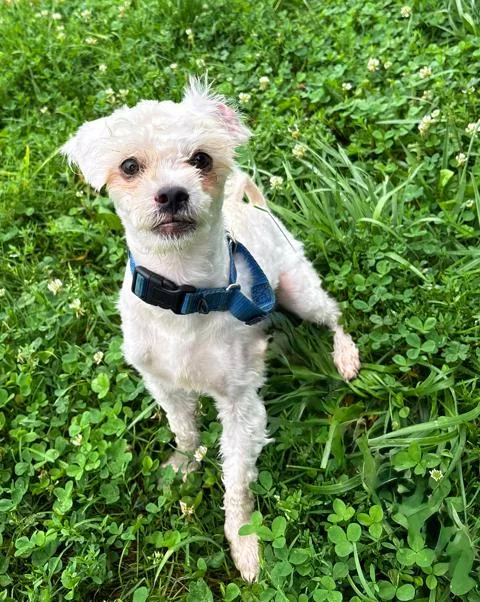 Albark Einstein thumbnail 3