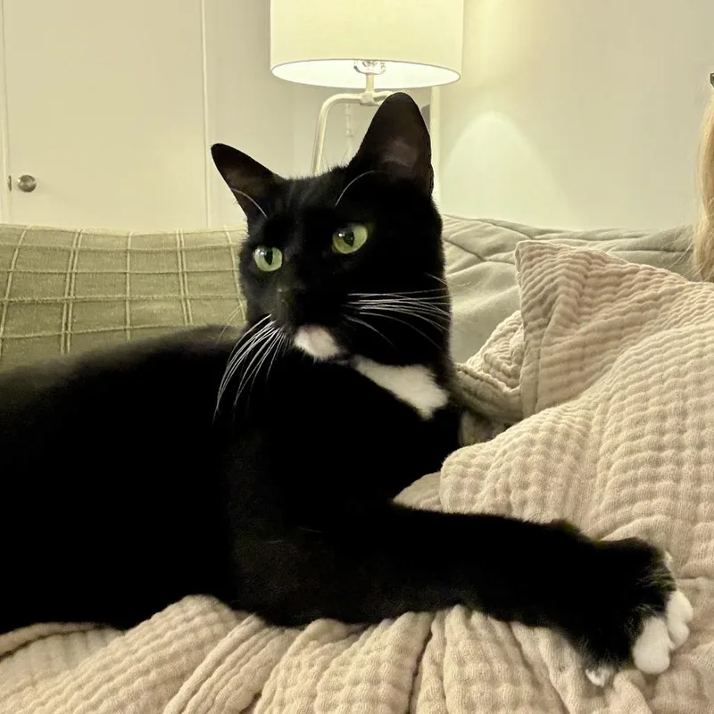 A senior small-sized female Black Domestic Short Hair cat named Billie for adoption in Los Angeles, CA