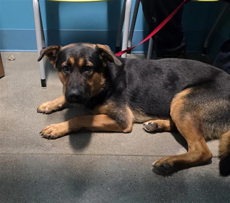 A young medium-sized male German Shepherd Dog dog named Taco for adoption in Houston, TX