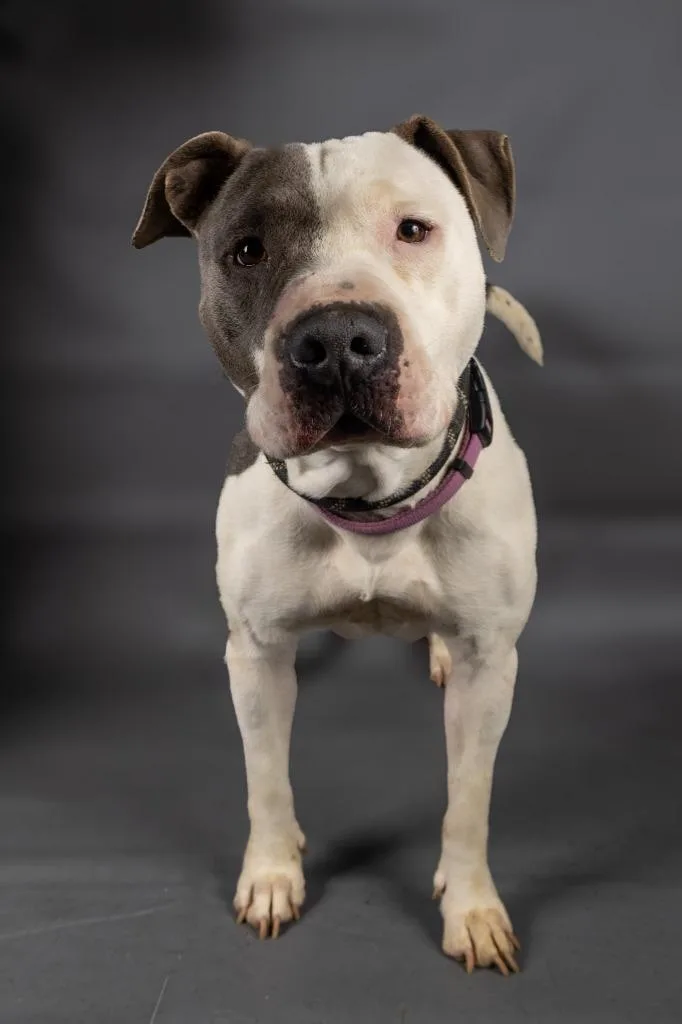 An adult large-sized female Pit Bull Terrier dog named Bounce for adoption in Brownwood, TX