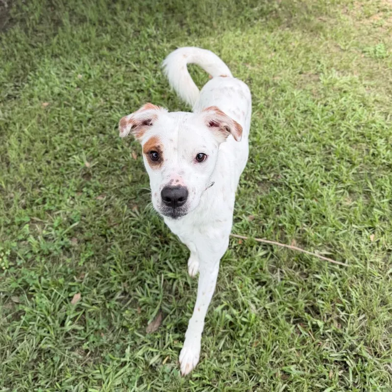 An adult medium-sized female White / Cream Australian Cattle Dog / Blue Heeler dog named Cayenne Carly for adoption in Carencro, LA