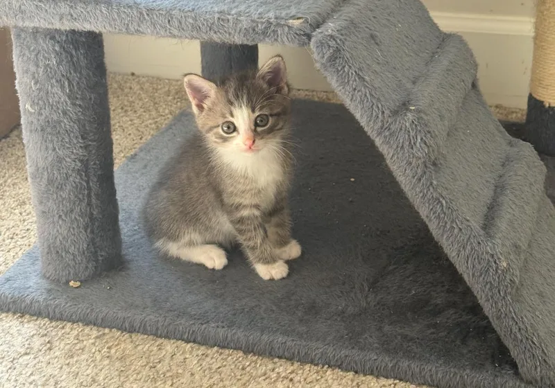 A baby small-sized female Domestic Medium Hair cat named Ruffles for adoption in College Grove, TN