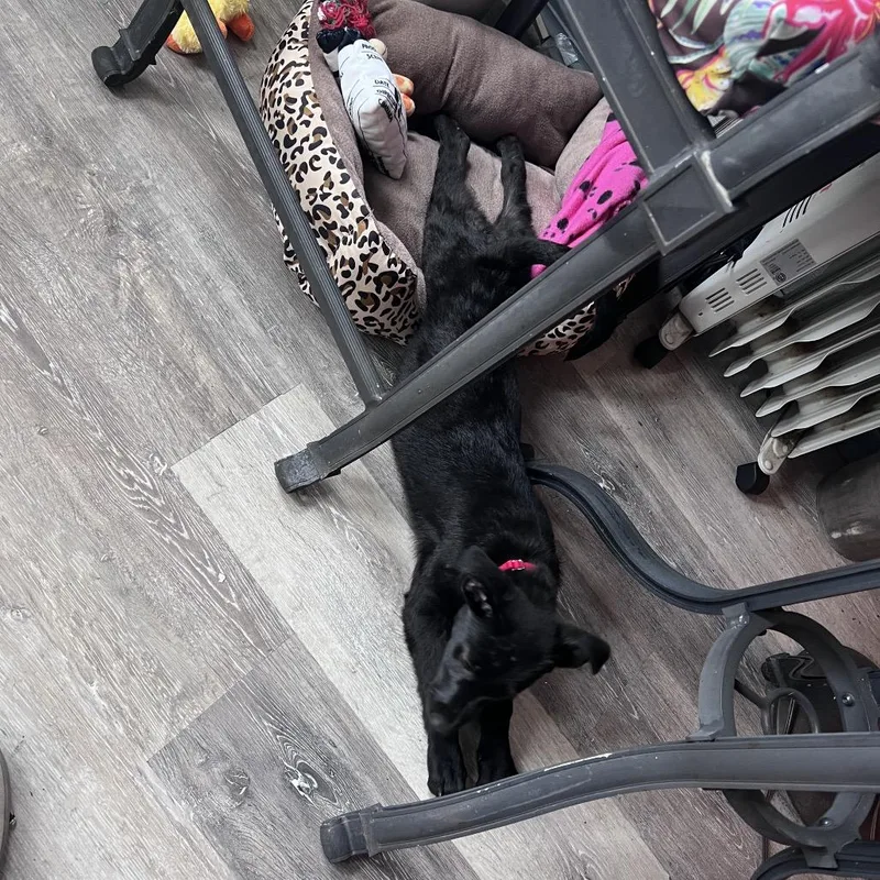 A baby medium-sized female Black Labrador Retriever dog named Cynthia for adoption in Avon, OH