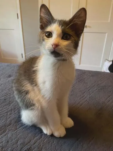 A baby medium-sized male Gray & White Domestic Short Hair cat named Gibbons for adoption in Liverpool, TX