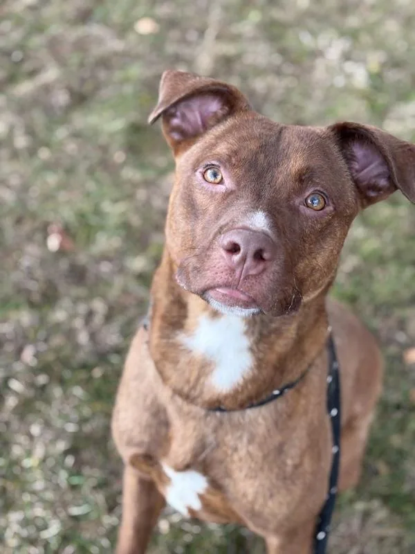 A young medium-sized male Pit Bull Terrier dog named Monkey Fist for adoption in Lancaster, OH