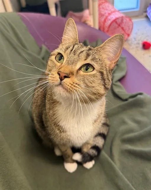 An adult medium-sized female Domestic Short Hair cat named Lucy for adoption in Leesburg, VA