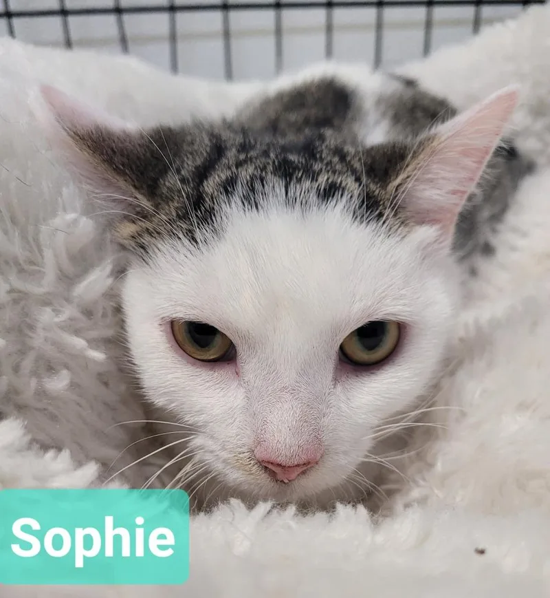 A young medium-sized female Domestic Short Hair cat named Sophie for adoption in Richmond, IN