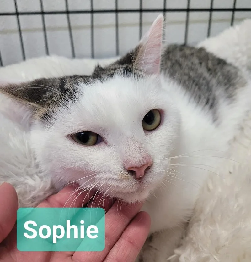 Sophie thumbnail 2