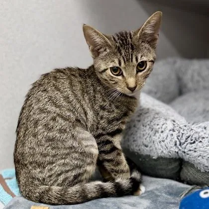 A baby small-sized female Gray / Blue / Silver Domestic Short Hair cat named Twixi for adoption in Atlanta, GA