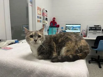 A senior large-sized female Gray / Blue / Silver Domestic Short Hair cat named Whisker City for adoption in Kansas City, MO