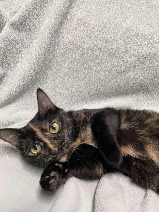An adult medium-sized female Domestic Short Hair cat named Princess Atta for adoption in Jackson, MI