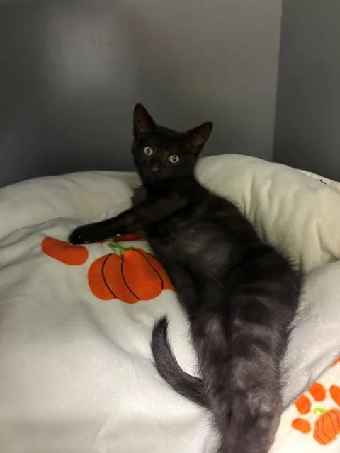 A baby small-sized male Domestic Short Hair cat named Panthro for adoption in Leesburg, VA