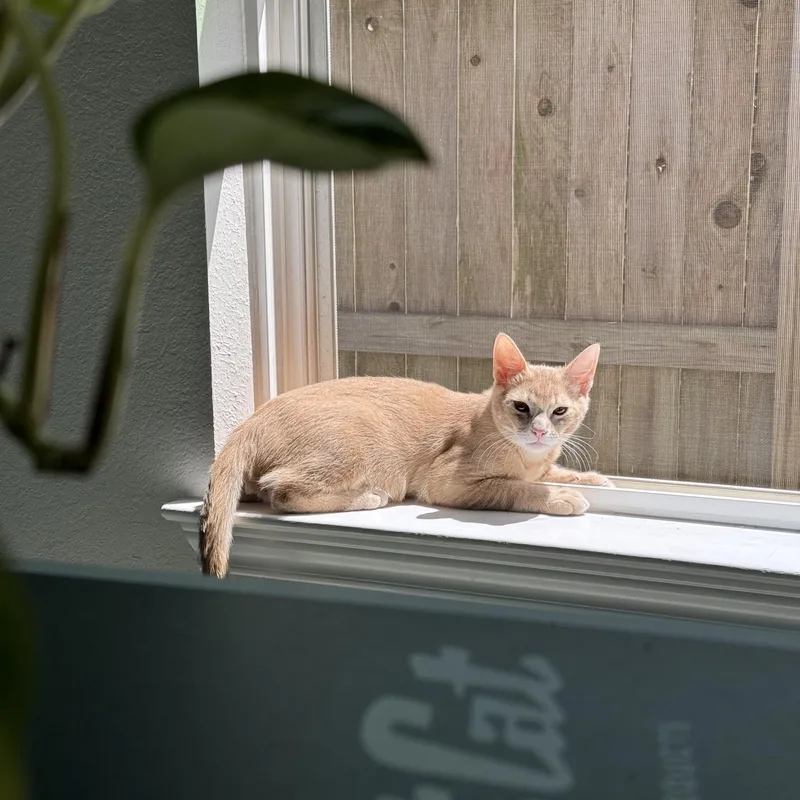 Sir Lewis Hamilton thumbnail 2