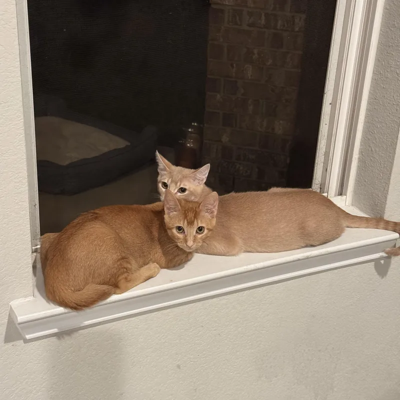 Sir Lewis Hamilton thumbnail 3