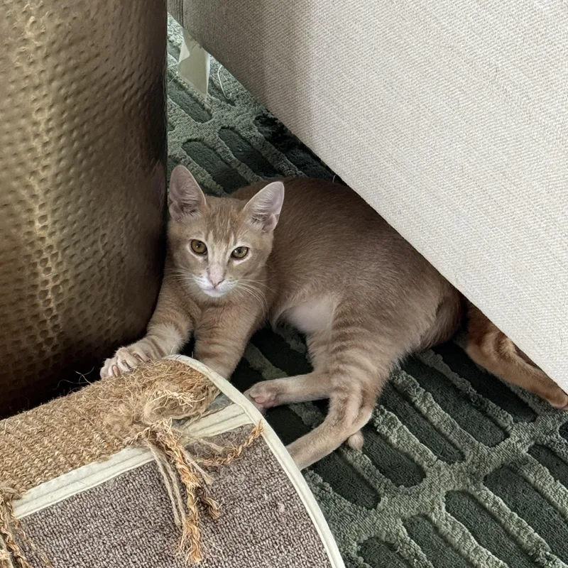 A baby medium-sized male Orange / Red Domestic Short Hair cat named Sir Lewis Hamilton for adoption in Houston, TX