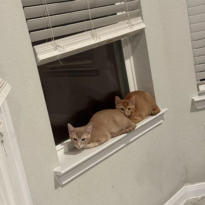 Sir Lewis Hamilton thumbnail 5