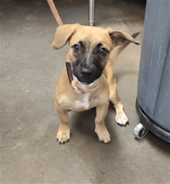 A young large-sized female Basset Hound dog named Noelle for adoption in Phoenix, AZ